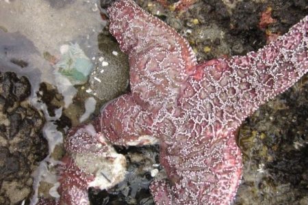 Climate crisis: Warming oceans linked to mass starfish die-offs around the world