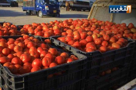 المنافذ تعلن دخول 11 عجلة محملة بمحصول الطماطم